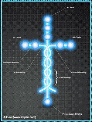 Laminin