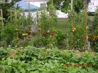 Italian Tomato Garden